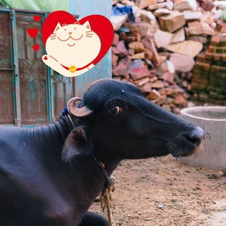 Telegram profile photo for WORKING FOREX VIKASH