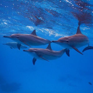 Telegram profile photo for 🐬 freedolphin 🐬