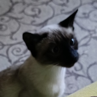 Telegram profile photo for полцены