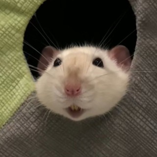 Telegram profile photo for 'ХЕХ