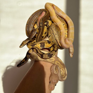 Telegram profile photo for لوازم نگهداری خزندگان🦎🐍