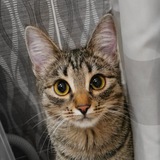 Telegram profile photo for Кошка Вина 🐈