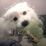 Telegram profile photo for ᴛɪᴋ.ᴅᴏɢ