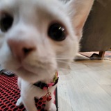 Telegram profile photo for عکس های زیبا و رندوم گربه