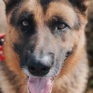 Telegram profile photo for Агент паршивых дел