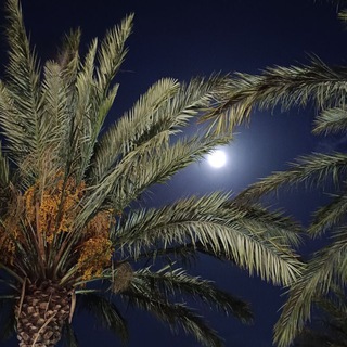 Telegram profile photo for صدقة جارية لـ فقيدتي