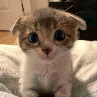 Telegram group profile photo for TRILLY - CTO