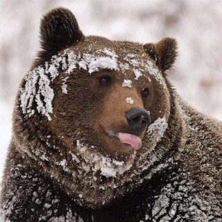 Telegram profile photo for Bears and stuff