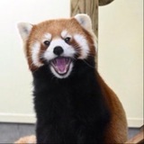 Telegram profile photo for sevenblitz