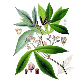 Telegram profile photo for Викиботаника (wikibotanika)