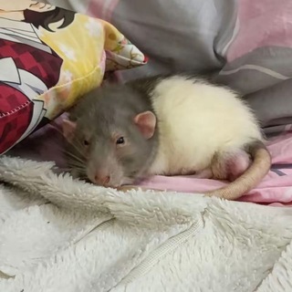 Telegram profile photo for жизнь ваванчика