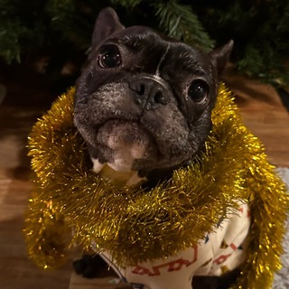Telegram profile photo for Спасенные лохмачи