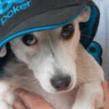 Telegram profile photo for Собака Семина