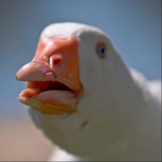 Telegram profile photo for WEIRD MEMESπ₯₯