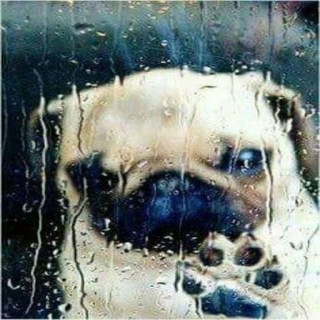 Telegram profile photo for Ок