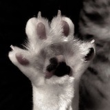 Telegram profile photo for Silk Fur Notes.