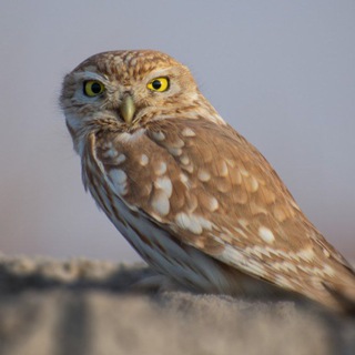 Telegram profile photo for انجمن حامیان محیط زیست ابوزیدآباد🌱🐆