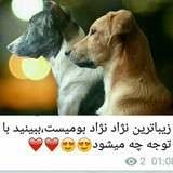 Telegram profile photo for حیوان دوستی یعنی عشق