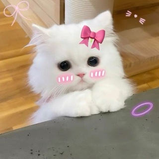 Telegram profile photo for English Chatting πΊ| Meow Group π