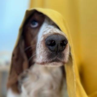 Telegram profile photo for Вельш спрингер Лео и его друзья