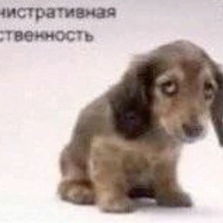 Telegram profile photo for сборище щщаурмы от любимой енотодевочки !!!!