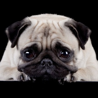 Telegram profile photo for умный добрый и сексуальный