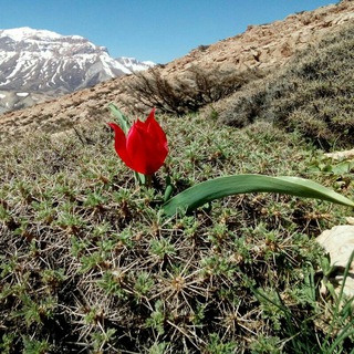 Telegram profile photo for طبیعت دوستان ایران