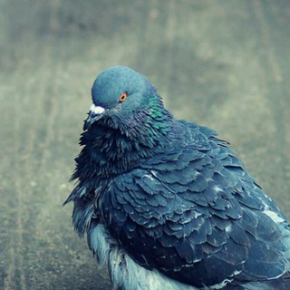 Telegram profile photo for Голуби диктуют стиль