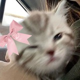 Telegram profile photo for ˡᵒʳᵈ𝕻𝖆𝖗𝖆𝖉𝖔𝖝𝖝⚡