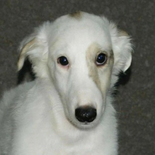 Telegram profile photo for ⋮ borzoi confession .ᐟ