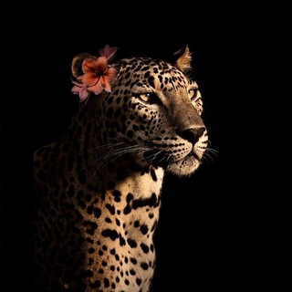 Telegram profile photo for 𝒜𝓊𝓇ℴ𝓇𝒶