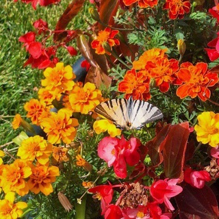 Telegram profile photo for Poesía y flores