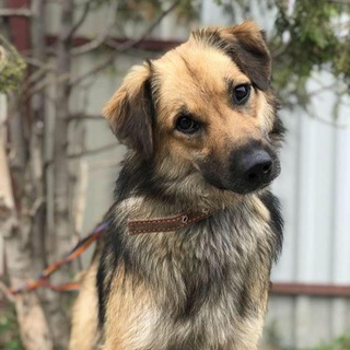 Telegram profile photo for СОБАКИ ИЗ ПРИЮТА