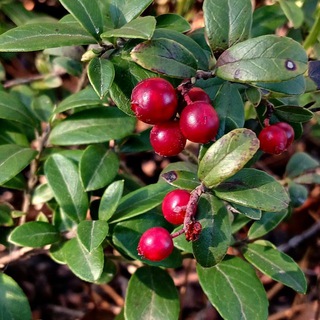 Telegram profile photo for Яга шьёт, живёт и рукоделит.🍃