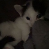 Telegram profile photo for приют котов💥