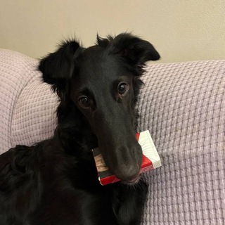 Telegram profile photo for Журнал приключений