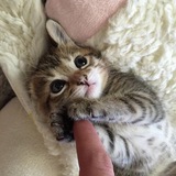 Telegram profile photo for Котики123