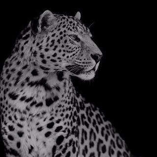 Telegram profile photo for طرق دفع عزوز .