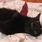 Telegram profile photo for kitten pantry ❤️🩹🐈