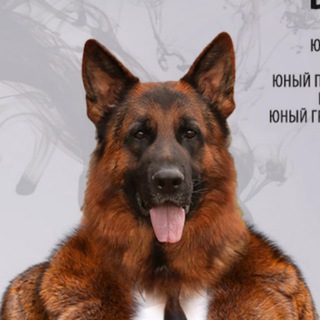 Telegram profile photo for Производители н/о | Немецкие овчарки - кобели GSD