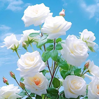 Telegram profile photo for عکس کده
