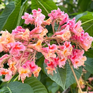 Telegram profile photo for فرهنگنگار