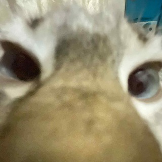 Telegram profile photo for Овальня