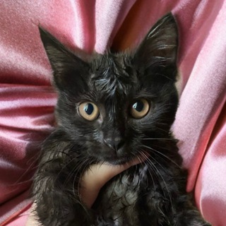 Telegram profile photo for катя мікотова з гурту рерід