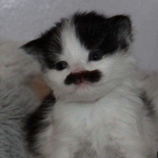 Telegram profile photo for Матулда пейнт