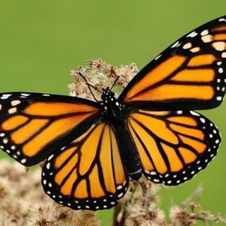 Telegram profile photo for BUTTERFLY CONFESSION WTF