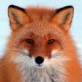 Telegram profile photo for Приколы😂 Смешные животные😂
