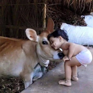 Telegram profile photo for बछड़ा posting | Gau mata
