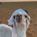 Telegram profile photo for - خلفياتَ بـدويهہِ .
