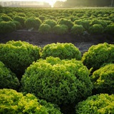 Telegram profile photo for Записки селекционера / RIJDER SEEDS